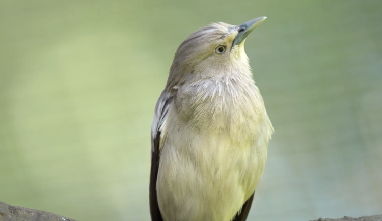 Voliéry ptáků Tibetu a Číny v ostravské zoo jsou po opravě opět přístupné.