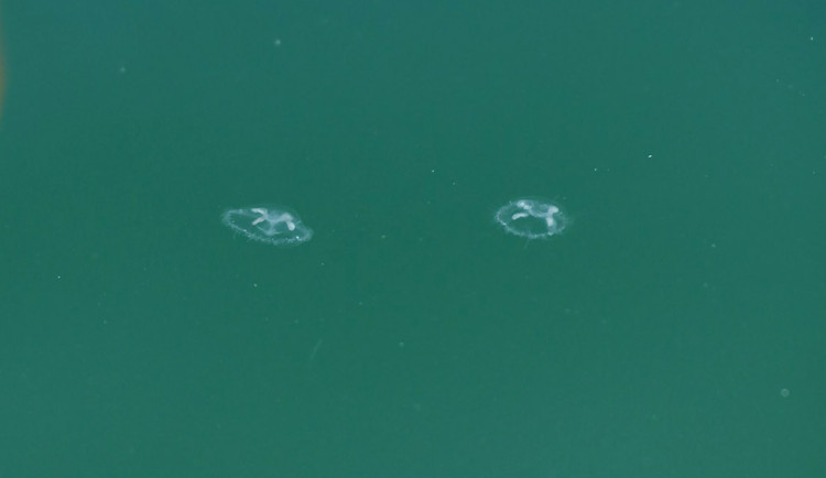 Horké počasí přálo medúzkám. V oblíbeném lomu na Přerovsku jich jsou tisíce