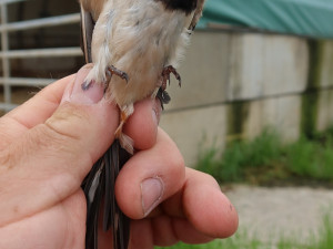 Už to začíná, na drátech se houfují vlaštovky a jiřičky. Chystají se na dalekou cestu do tropické Afriky