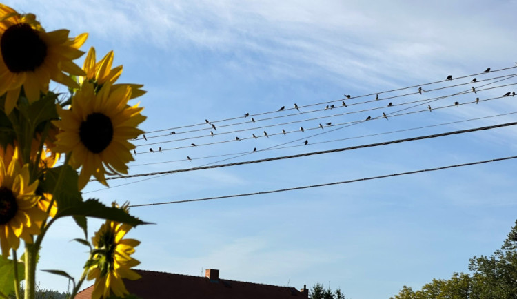 Už to začíná, na drátech se houfují vlaštovky a jiřičky. Chystají se na dalekou cestu do tropické Afriky.