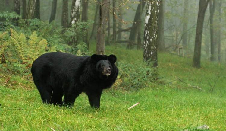 Medvěd ze zámku Konopiště se v Ostravě ubytuje nejdříve na podzim. Chovatelé ho na převoz nechtějí uspat