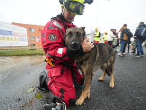 Nevolejte nám kvůli adopcím, prosí zaplavené zvířecí útulky. Chybí jim pomocné ruce, desinfekce a krmivo