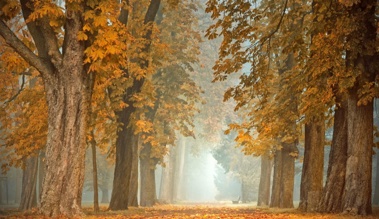 Na severní Moravě a ve Slezsku se koncem týdne ochladí. Meteorologové čekají přízemní mrazíky