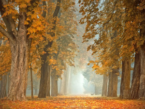 Na severní Moravě a ve Slezsku se koncem týdne ochladí. Meteorologové čekají přízemní mrazíky