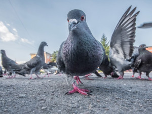 Jak řeší přemnožené holuby v Porubě? Ptáky převážejí do voliér, z hnízd berou mláďata a vajíčka