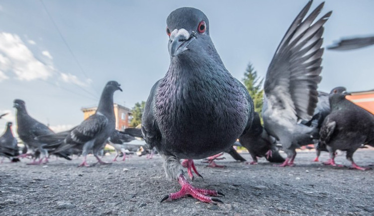 Jak řeší přemnožené holuby v Porubě? Ptáky převážejí do voliér a berou jim vajíčka