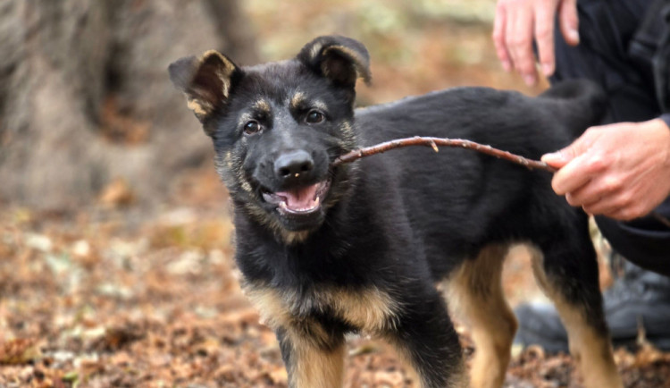 Nové policejní štěně se hlásí do služby. Opavský kynolog cvičí tříměsíčního německého ovčáka