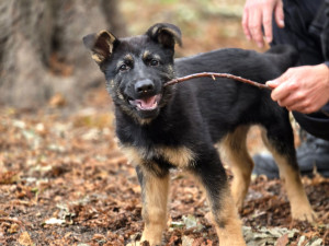 Nové policejní štěně se hlásí do služby. Opavský kynolog cvičí tříměsíčního německého ovčáka