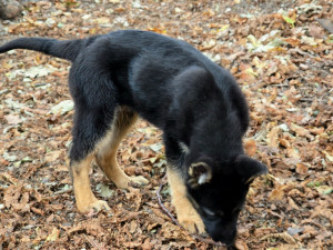 Nové policejní štěně se hlásí do služby. Opavský kynolog cvičí tříměsíčního německého ovčáka