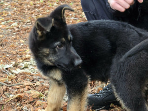 Nové policejní štěně se hlásí do služby. Opavský kynolog cvičí tříměsíčního německého ovčáka