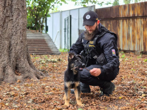 Nové policejní štěně se hlásí do služby. Opavský kynolog cvičí tříměsíčního německého ovčáka