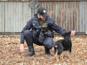 Nové policejní štěně se hlásí do služby. Opavský kynolog cvičí tříměsíčního německého ovčáka
