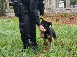 Nové policejní štěně se hlásí do služby. Opavský kynolog cvičí tříměsíčního německého ovčáka
