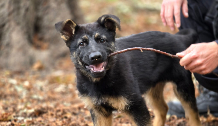 Nové policejní štěně se hlásí do služby. Opavský kynolog cvičí tříměsíčního německého ovčáka