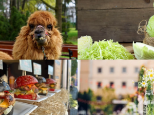 Kam o víkendu v Moravskoslezském kraji? Na festival burgerů nebo za mazlivými alpakami
