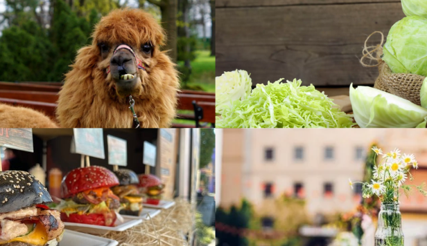 Kam o víkendu v Moravskoslezském kraji? Na festival burgerů nebo pomazlit alpaky