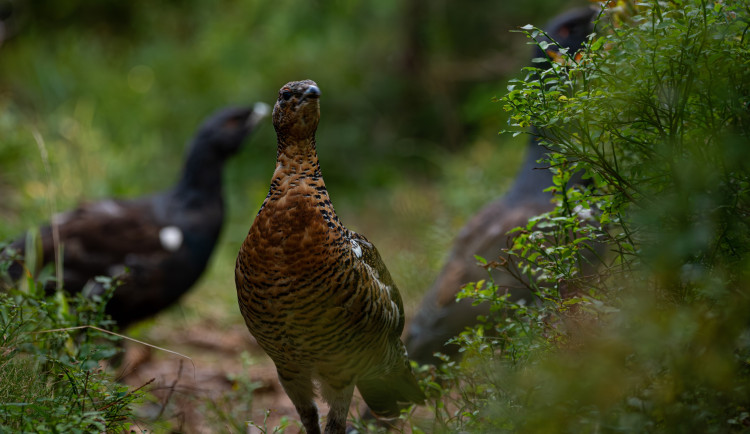 Pracovníci Lesů ČR na Frýdecko-Místecku vypustili do přírody 26 tetřevů.
