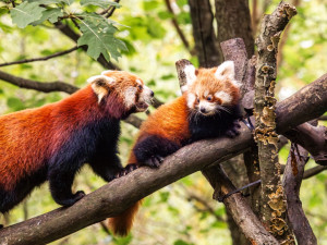 Ostravští zoologové odchovali pandí dvojčata. Červení medvídci objevují výběh a učí se šplhat po stromech