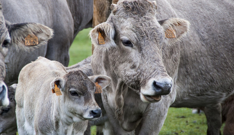 Veganští aktivisté zveřejnili drastické záběry z kravínů. Zaměstnanci na videu zvířata týrají