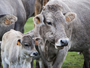 Veganští aktivisté zveřejnili drastické záběry z kravínů na Vysočině. Zaměstnanci na videu zvířata týrají