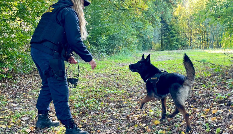 Policejní pes Kevin vypátral zloděje, kteří si z cizích zahrad na Znojemsku chtěli odnést konopí