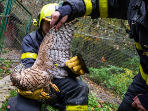 Ostravští hasiči zachránili mládě jestřába lesního. Dravec při shánění oběda uvízl v ochranné síti