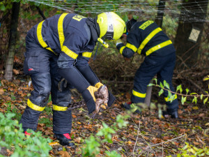 Ostravští hasiči zachránili mládě jestřába lesního. Dravec při shánění oběda uvízl v ochranné síti