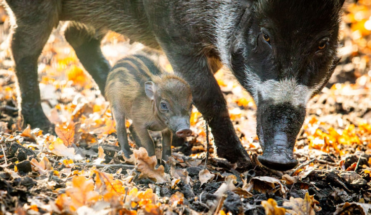 V ostravské zoo se narodila kriticky ohrožená prasata visajánská