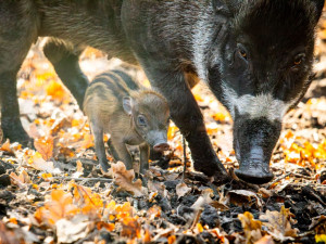 V ostravské zoo se narodila kriticky ohrožená prasata visajánská