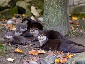 Ostravská vydří rodina se rozrostla. Zoologická zahrada odchovává tři mláďata nejmenší vydry