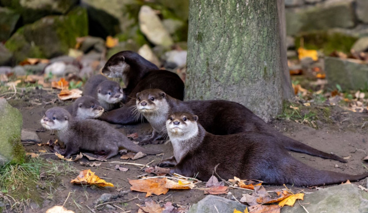 Ostravská vydří rodina se rozrostla. Zoologická zahrada odchovává tři mláďata nejmenší vydry vůbec