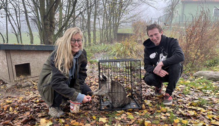 Muž z Frýdlantska chytil mývala, který mu čtyři měsíce chodil na slepice, daroval ho táborské zoo