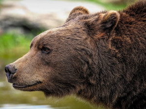 Ve Slezských Beskydech se potuluje medvěd. Není to žádný grizly ani kodiak, vzkazuje starosta Hrčavy