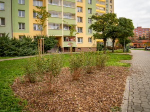 Během podzimu přibude ve Frýdku-Místku přes 700 dřevin. Chybět nebude ani jabloňová alej