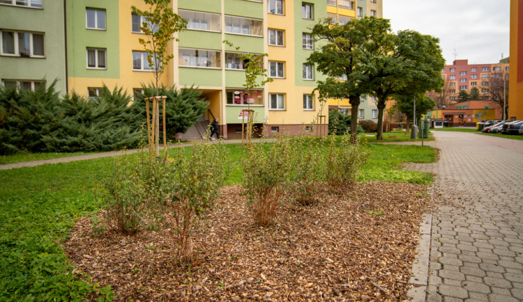 Během podzimu přibude ve Frýdku-Místku přes 700 dřevin. Chybět nebudou okrasné keře ani jabloňová alej