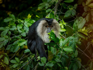 Ostravské zoologické zahradě se daří rozmnožovat ohrožené makaky lví