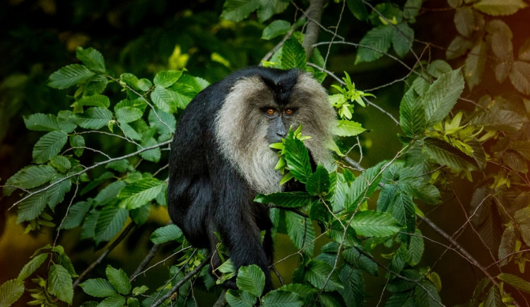 Ostravské zoologické zahradě se daří rozmnožovat ohrožené makaky lví.