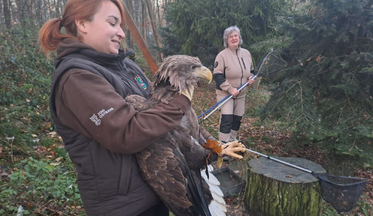 Zoo Ostrava pomáhá obnovit populaci orla mořského ve Francii