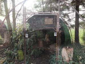 Muži na Karvinsku podle celníků lovili chráněné dravé ptáky ve volné přírodě. Našly se také zbraně a konopí