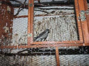 Muži na Karvinsku podle celníků lovili chráněné dravé ptáky ve volné přírodě. Našly se také zbraně a konopí