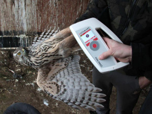 Muži na Karvinsku podle celníků lovili chráněné dravé ptáky ve volné přírodě. Našly se také zbraně a konopí