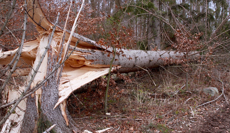 Ilustrační fotografie