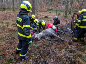 Lesní bažina se stala pastí pro koně. Vysíleného kopytníka na Frýdecko-Místecku z bahna tahali hasiči