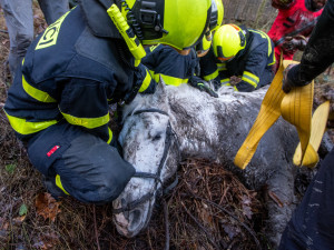 Lesní bažina se stala pastí pro koně. Vysíleného kopytníka na Frýdecko-Místecku z bahna tahali hasiči