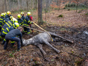 Lesní bažina se stala pastí pro koně. Vysíleného kopytníka na Frýdecko-Místecku z bahna tahali hasiči