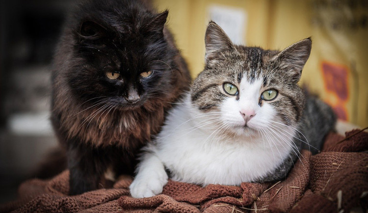 VIDEO: Prošly si peklem. Spolek zachránil z bytu v Šumperku 25 koček, nemocná majitelka zvířat zemřela