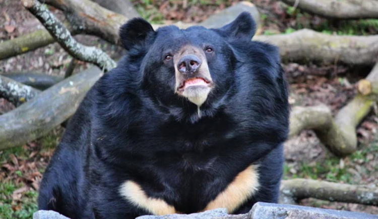 V ostravské zoo se zabydluje medvěd Jirka. Původně obýval příkop pod zámkem Konopiště