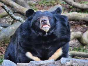 V ostravské zoo se zabydluje medvěd Jirka. Původně obýval příkop pod zámkem Konopiště