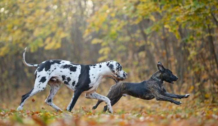 Ostravští dobrovolníci se ujali chlupáčů ze zatopeného útulku