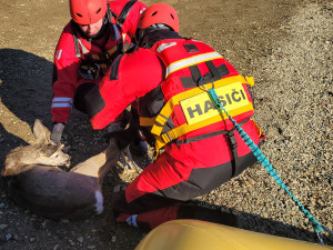 FOTO, VIDEO: Srna uvízla na zamrzlé přehradě. Z ledové pasti ji zachránili hasiči z Kopřivnice